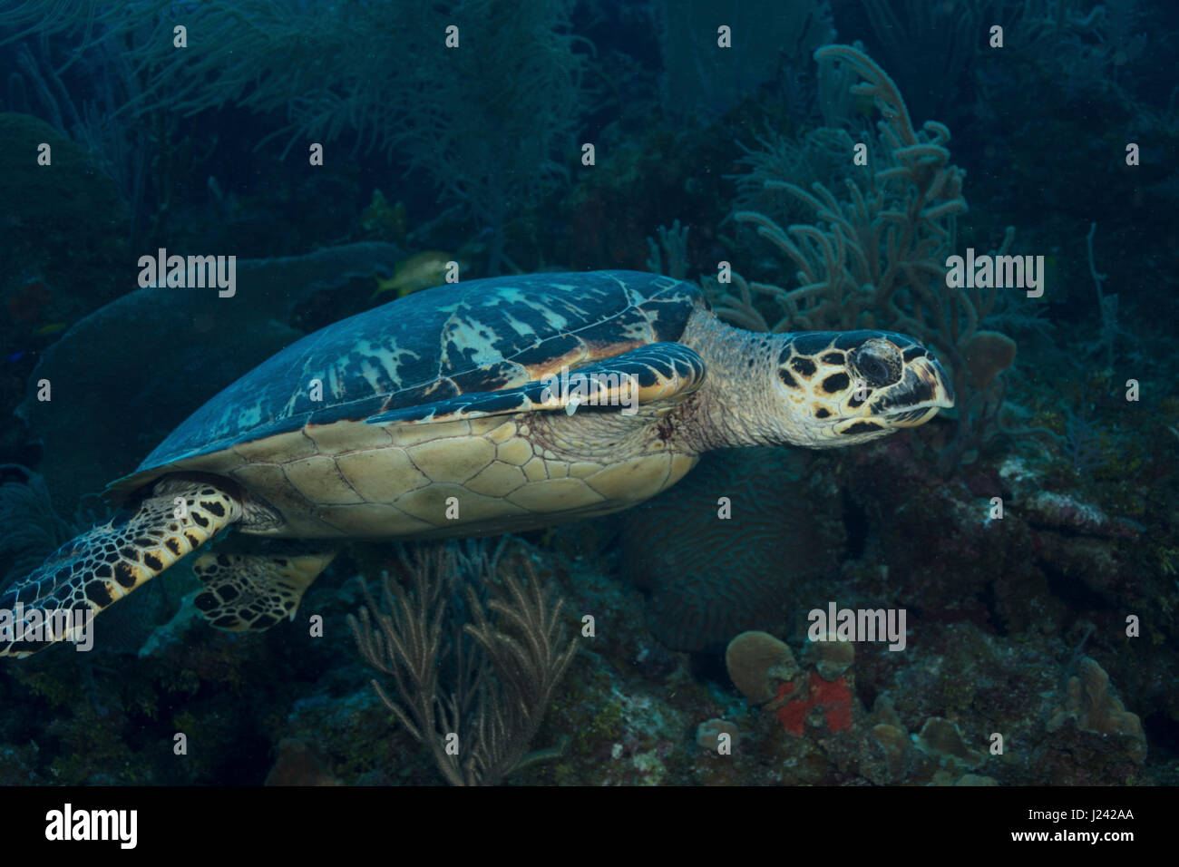 Echte Karettschildkröte schwimmt über Korallenriff. Stockfoto