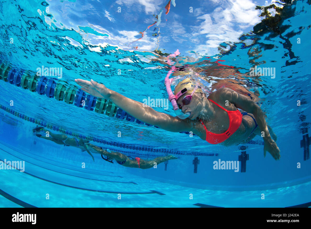 FIU Mädchen Schwimmenmannschaft im Wintertraining. Stockfoto