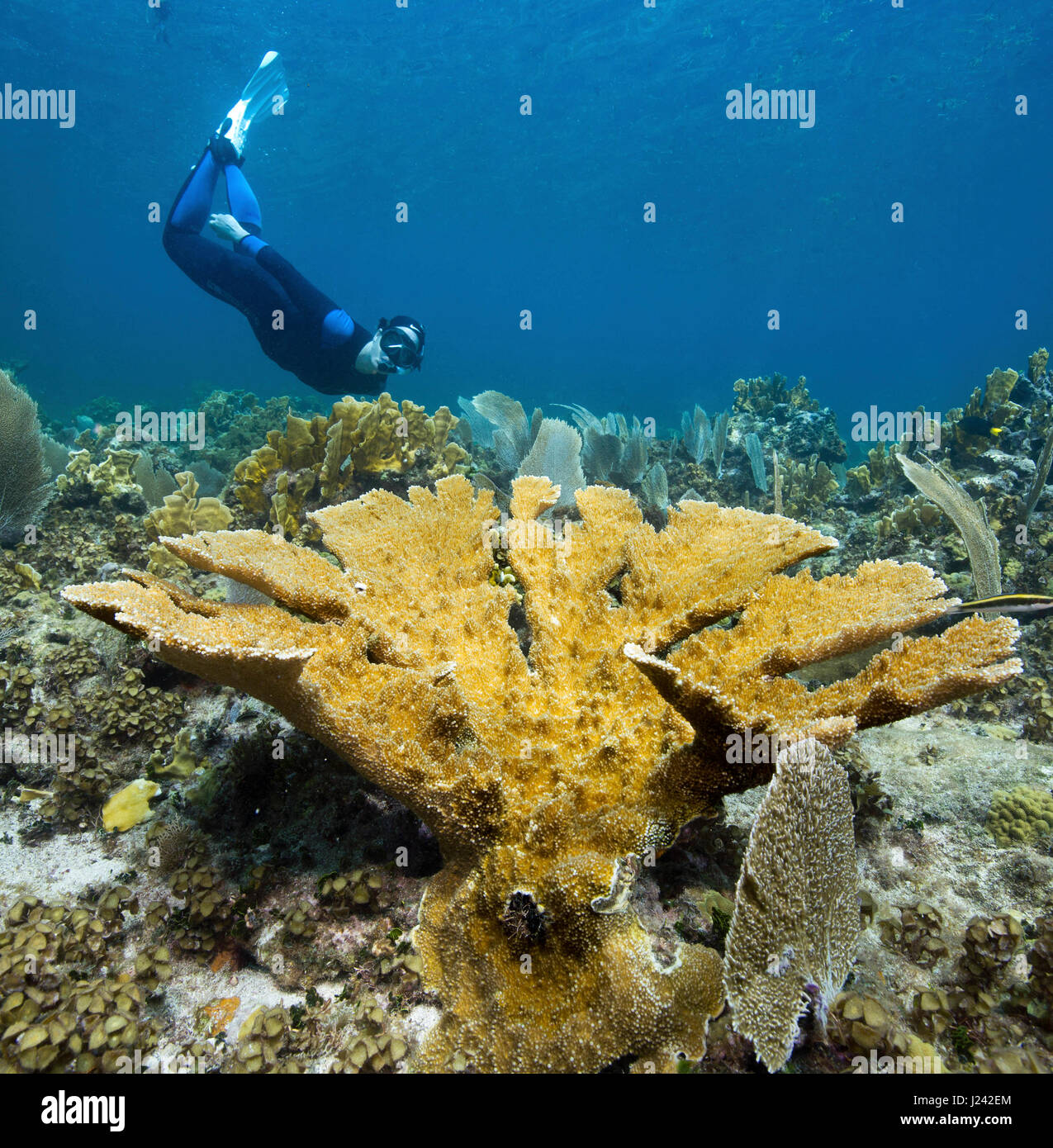Schnorchler durchsucht einen Stand von Elkhorn Korallen Stockfoto
