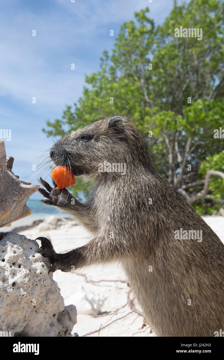 Ein Desmarest Baumratte isst ein Stück Obst auf einem sandigen Strand in Kuba. Stockfoto