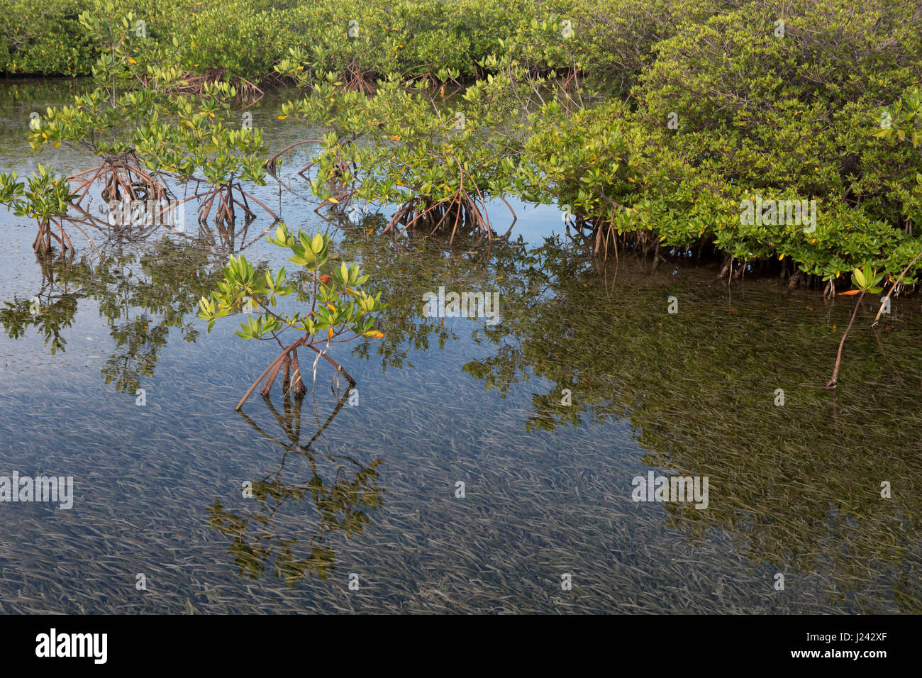 Reizvolle Aussicht von roten Mangroven in der Nähe von kubanischen Küste Stockfoto