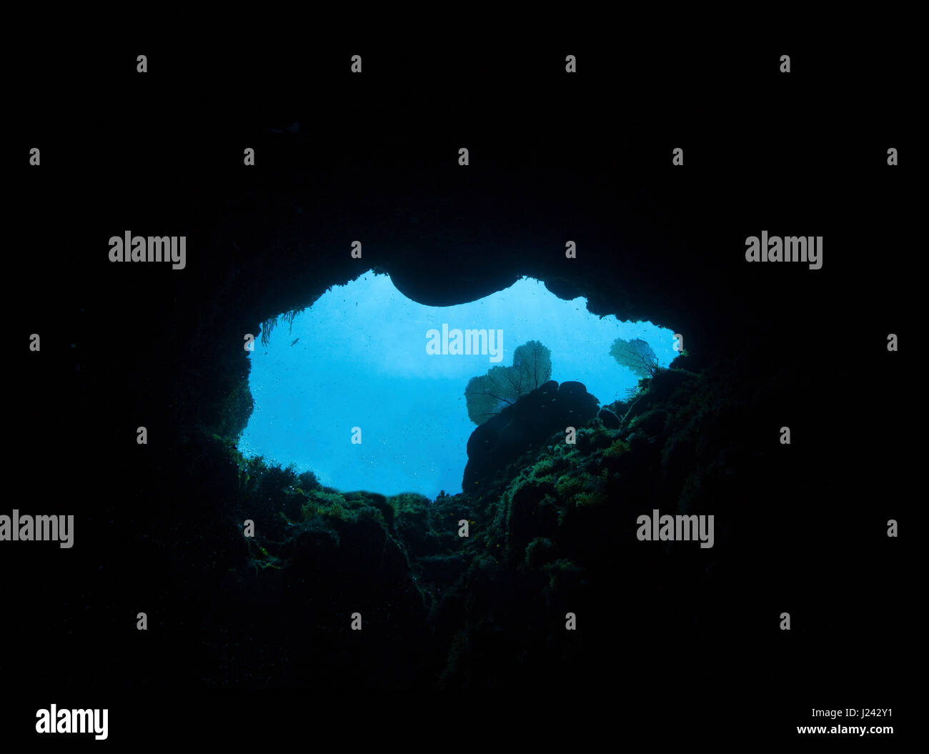 Auf der Suche nach oben durch Loch im Riff, Little Cayman Stockfoto