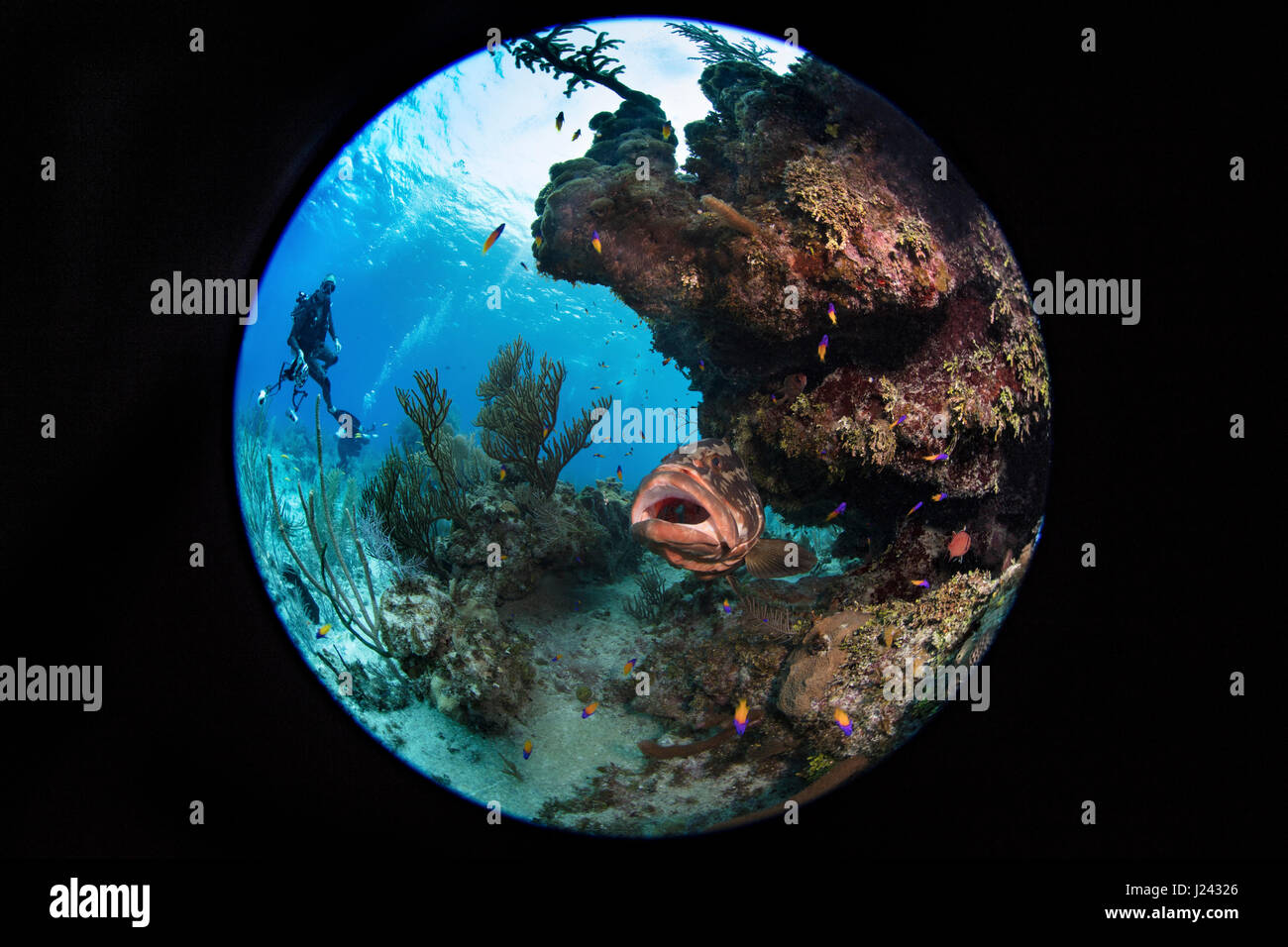 Nassau-Zackenbarsch auf Reinigungsstation. Offenem Mund Pose zeigt seine Bereitschaft für kleine Fische, das Tier zu nähern. Stockfoto