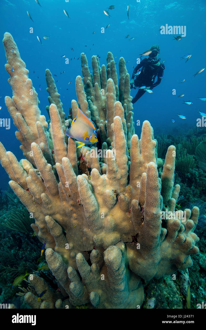 Riff-Szene mit Taucher und Säule Korallen. Stockfoto