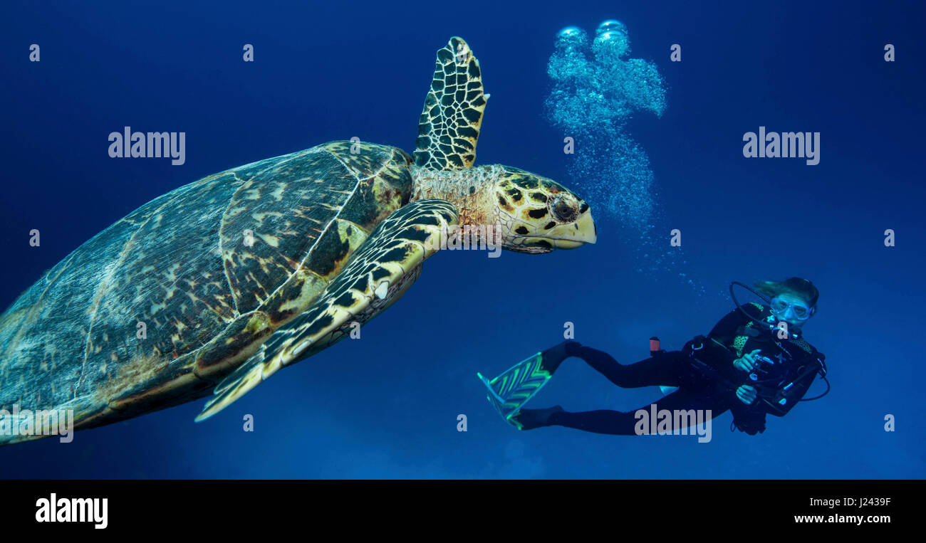 Taucher mit echte Karettschildkröte Stockfoto