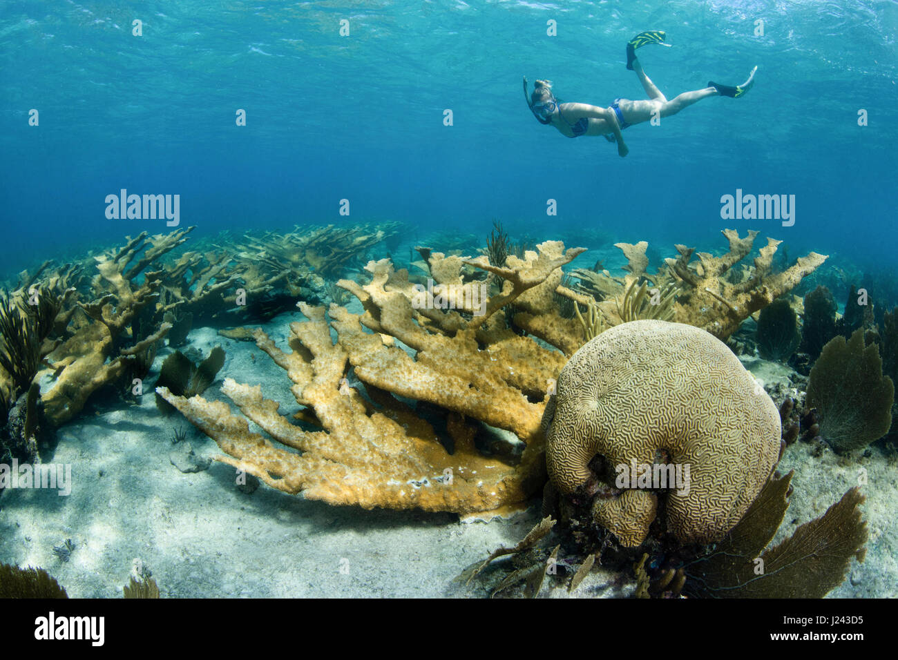 Schnorchler schwebt über den Bereich der harten Korallen. Stockfoto