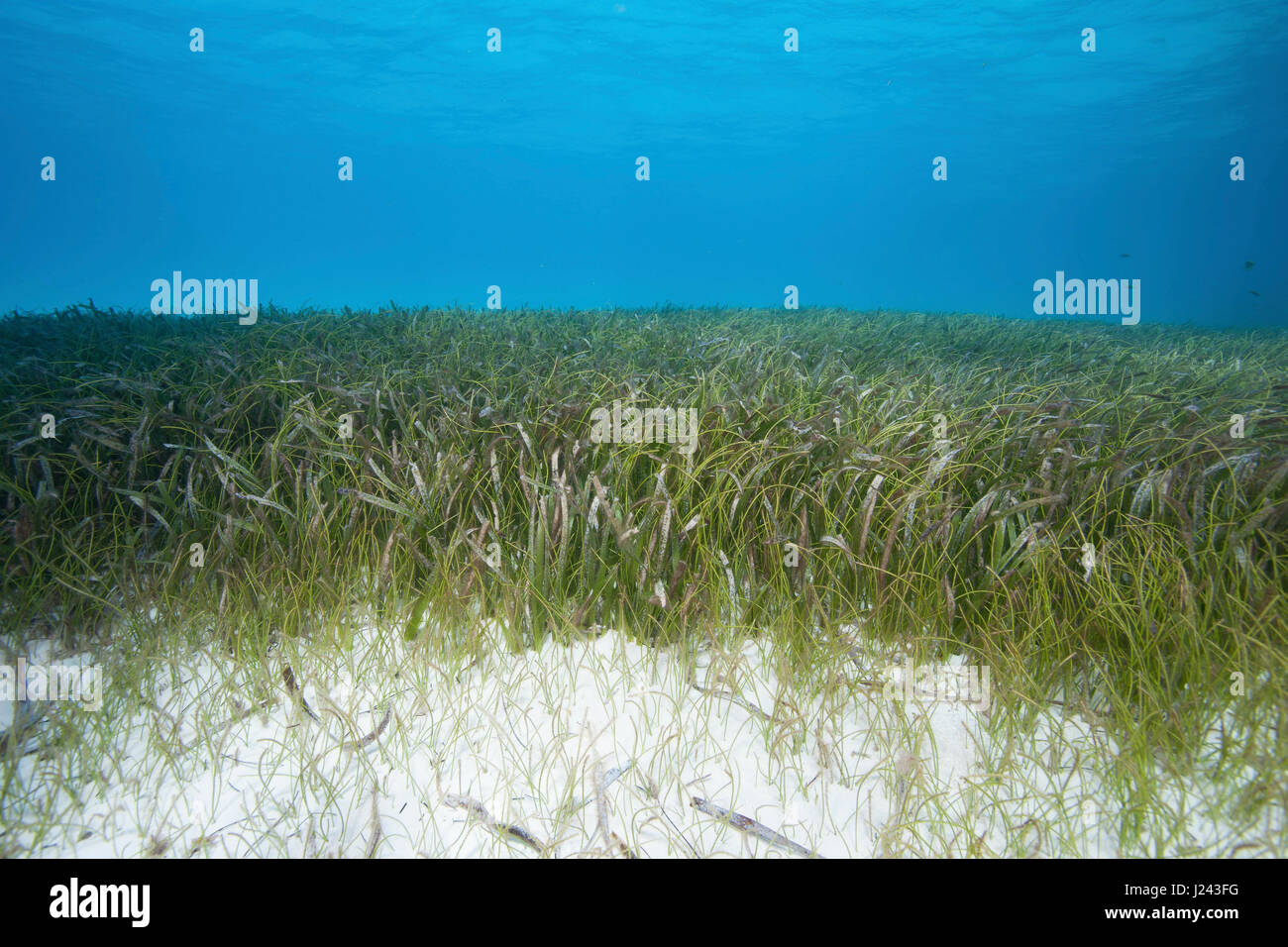 Unterwasser-Blick von Seegras-Bett Stockfoto