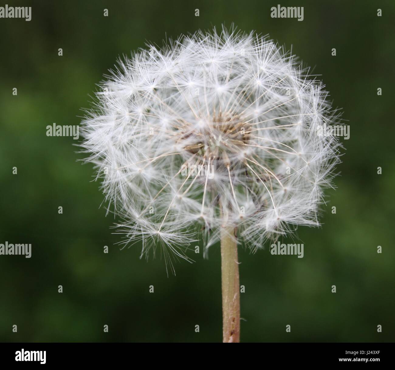 Hieb-Eared Fuchs Stockfoto