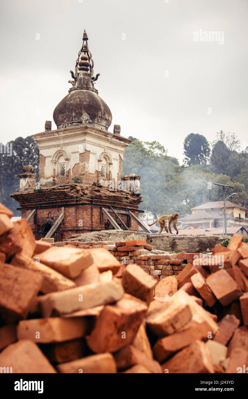 Eine Affe geht vorbei an einer der vielen Chaityas und steigenden Rauch aus den brennenden Beerdigung Pyers Pashupatinath Tempel. Kathmandu, Nepal. Stockfoto