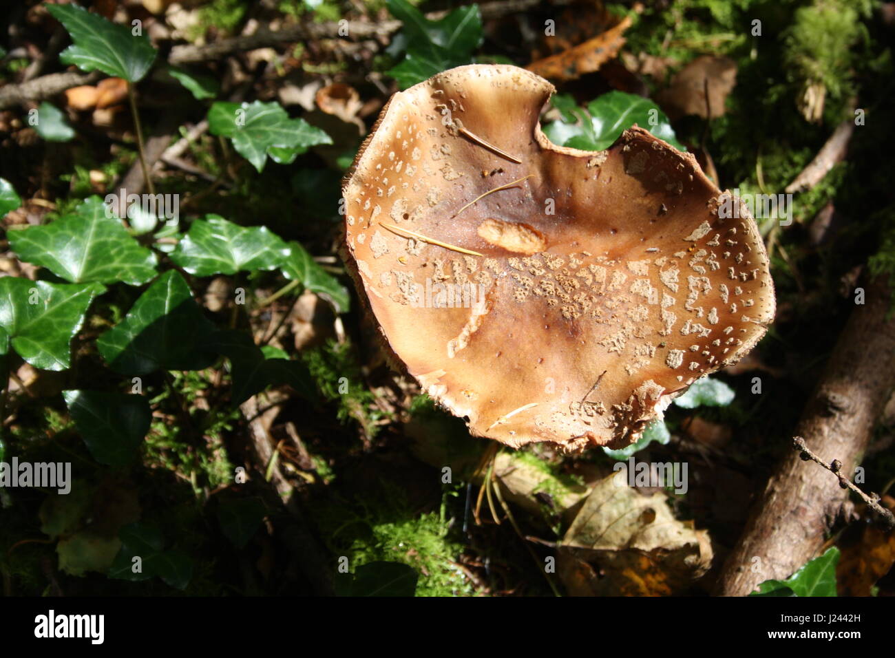 Fliegenpilze im Wald Stockfoto