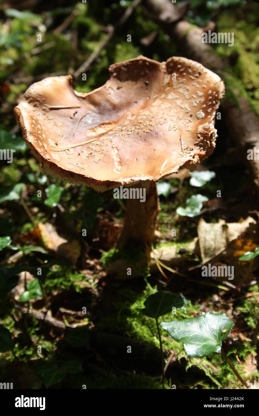 Fliegenpilze im Wald Stockfoto