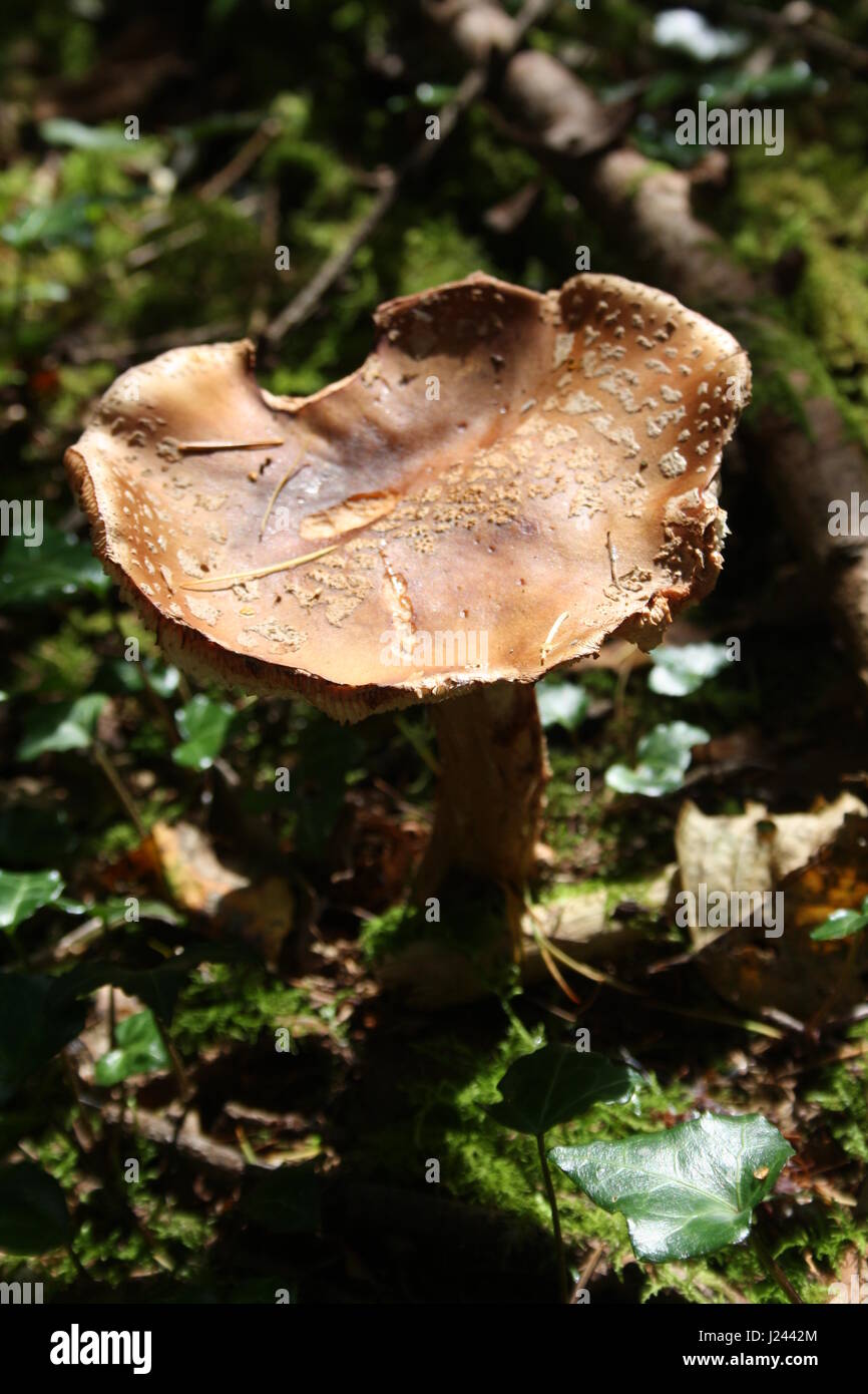 Fliegenpilze im Wald Stockfoto