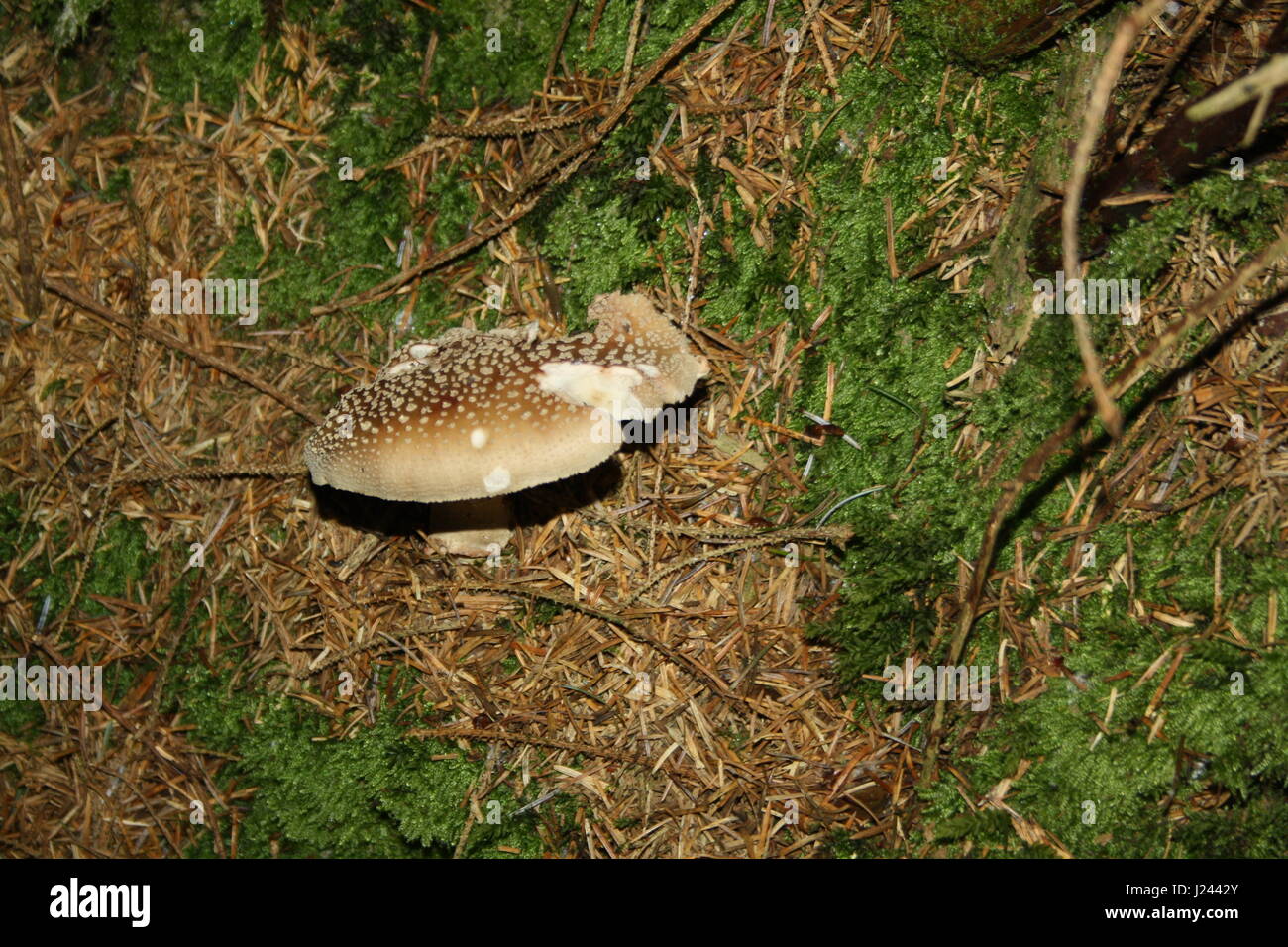 Fliegenpilze im Wald Stockfoto