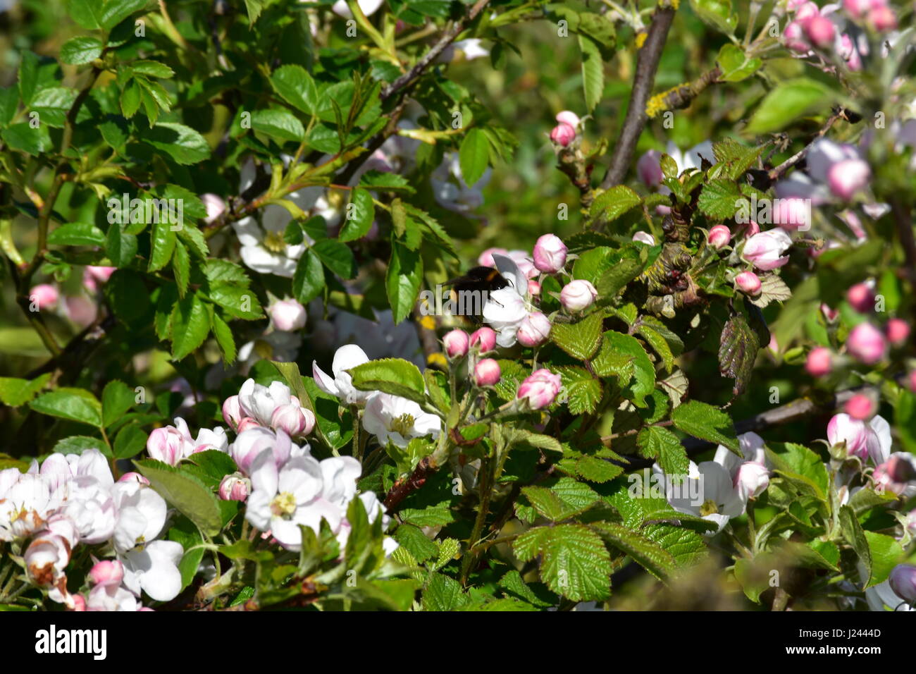 Apfelblüte mit Bumblebee sammeln Nektar an RSPB Snettisham Naturschutzgebiet Snettisham, Norfolk, Großbritannien Stockfoto