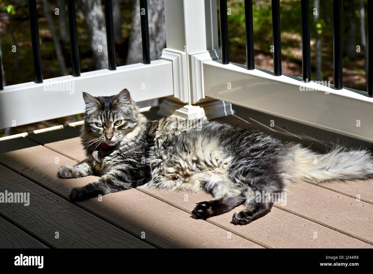 Langhaarige Tabby Katze in der Sonne auf dem Achterdeck Stockfoto