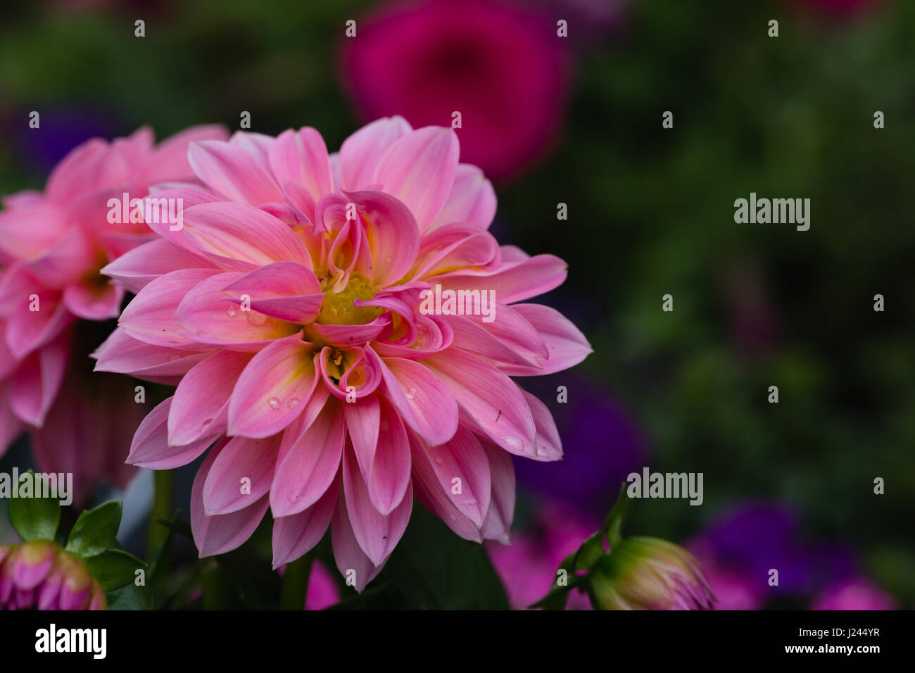 Landschaft Layout Closeup schöne rosa Dahlie Blüte mit Wassertropfen Stockfoto