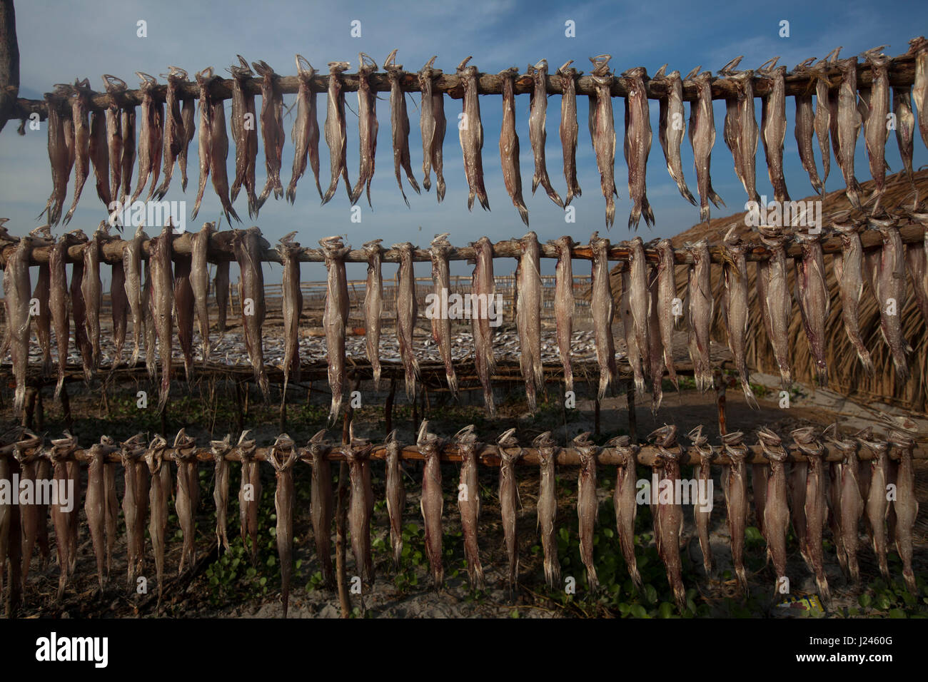 Trockenen Fischverarbeitungsfabrik an der Dublarchar in der Eastern Division Sundarbans. Bagerhat, Bangladesch. Stockfoto