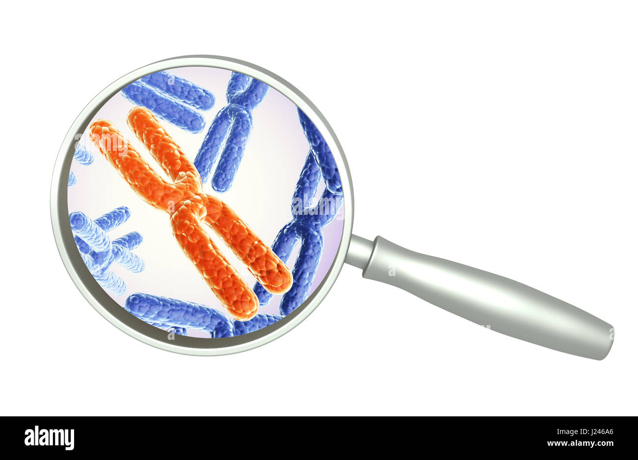 Lupe und rot und blau X-Chromosom. Isoliert auf weißem Hintergrund. 3D render Stockfoto