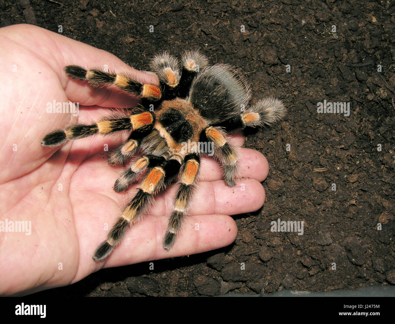 Mexikanische rote Knie Vogelspinne Stockfoto