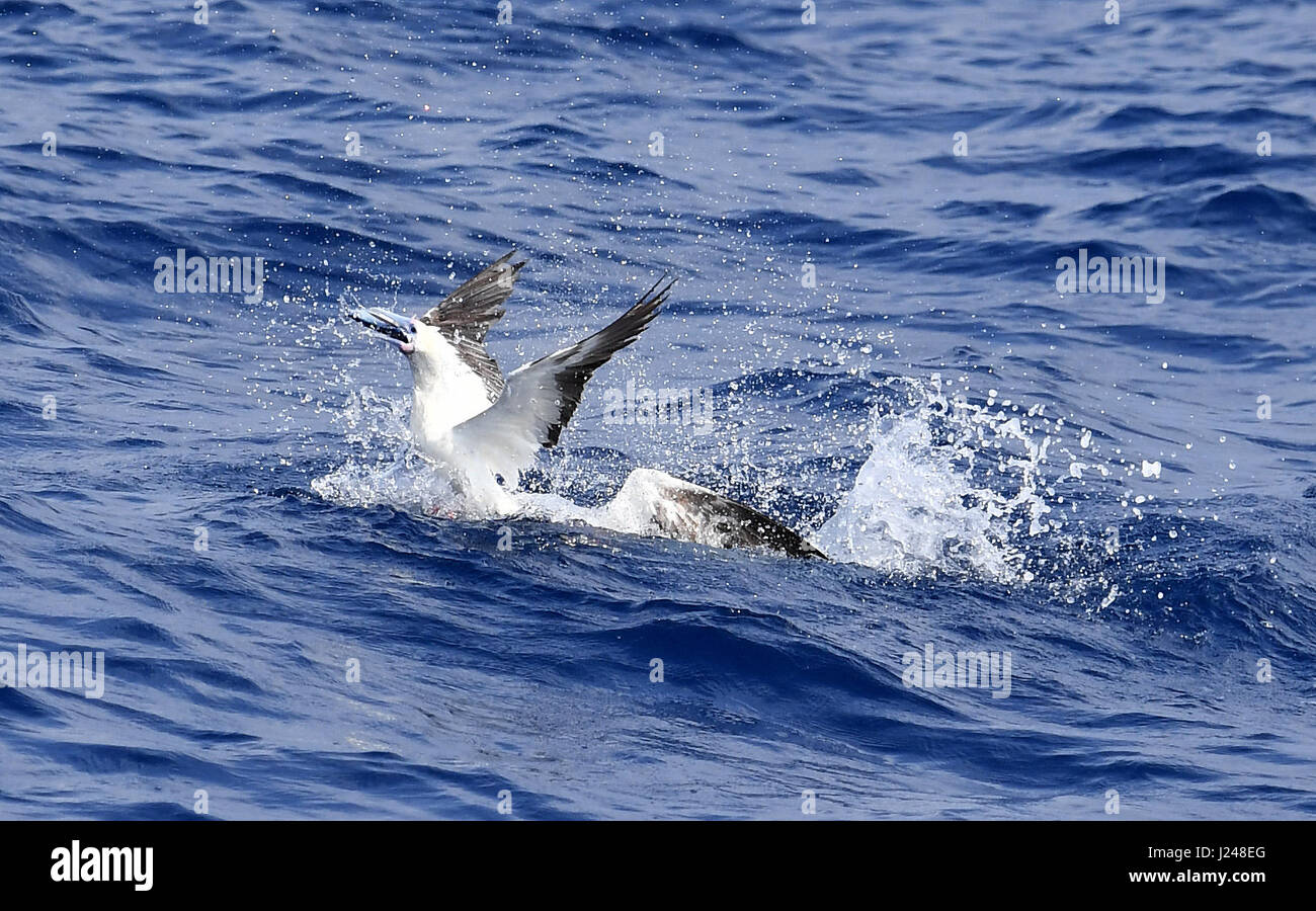 (170424)--SANSHA, 24. April 2017 (Xinhua)--ein Red-footed Sprengfallen fängt einen fliegender Fisch in Sansha, Süd-China Provinz Hainan, 23. April 2017. Eine Art magischen Fisch oder fliegende Fische, die Schaukeln und ist in der Lage, über Meer gleiten, kann in Gewässern von Anna Inseln gesehen werden. (Xinhua/Guo Cheng) (Lfj) Stockfoto