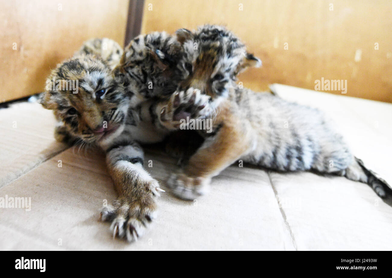 Harbin, China. 24. April 2017. Sibirische Tiger Cubs sind in der Hengdaohezi Felid Zucht-Zentrum im Nordosten Chinas Provinz Heilongjiang, 24. April 2017 gesehen. Im April wurden in der Mitte mittlerweile über 50 Tigerbabys geboren. Bildnachweis: Wang Jianwei/Xinhua/Alamy Live-Nachrichten Stockfoto