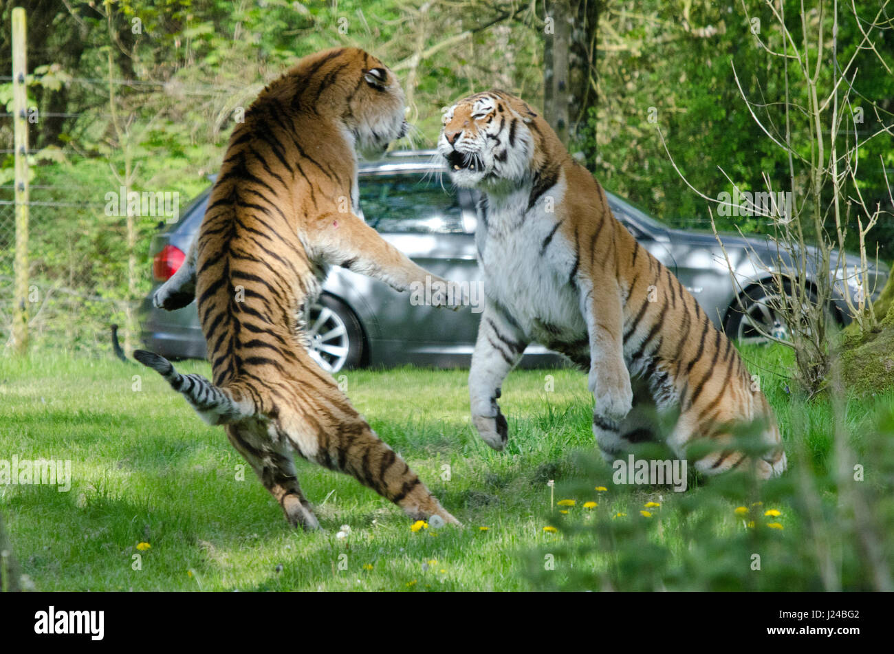 Longleat Tigers kämpfen Stockfoto