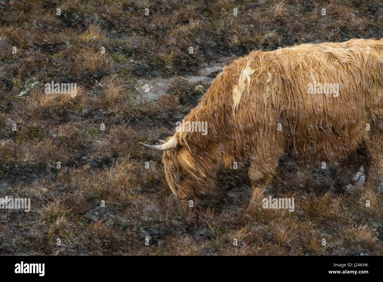 Torridon, Schottisches Hochland. 25. April 2017. UK-Wetter - Hagel und beißende Winde in Torridon in den schottischen Highlands nicht Mühe eine Highland-Kuh auf der Suche nach Nahrung Credit: Kay Roxby/Alamy Live News Stockfoto