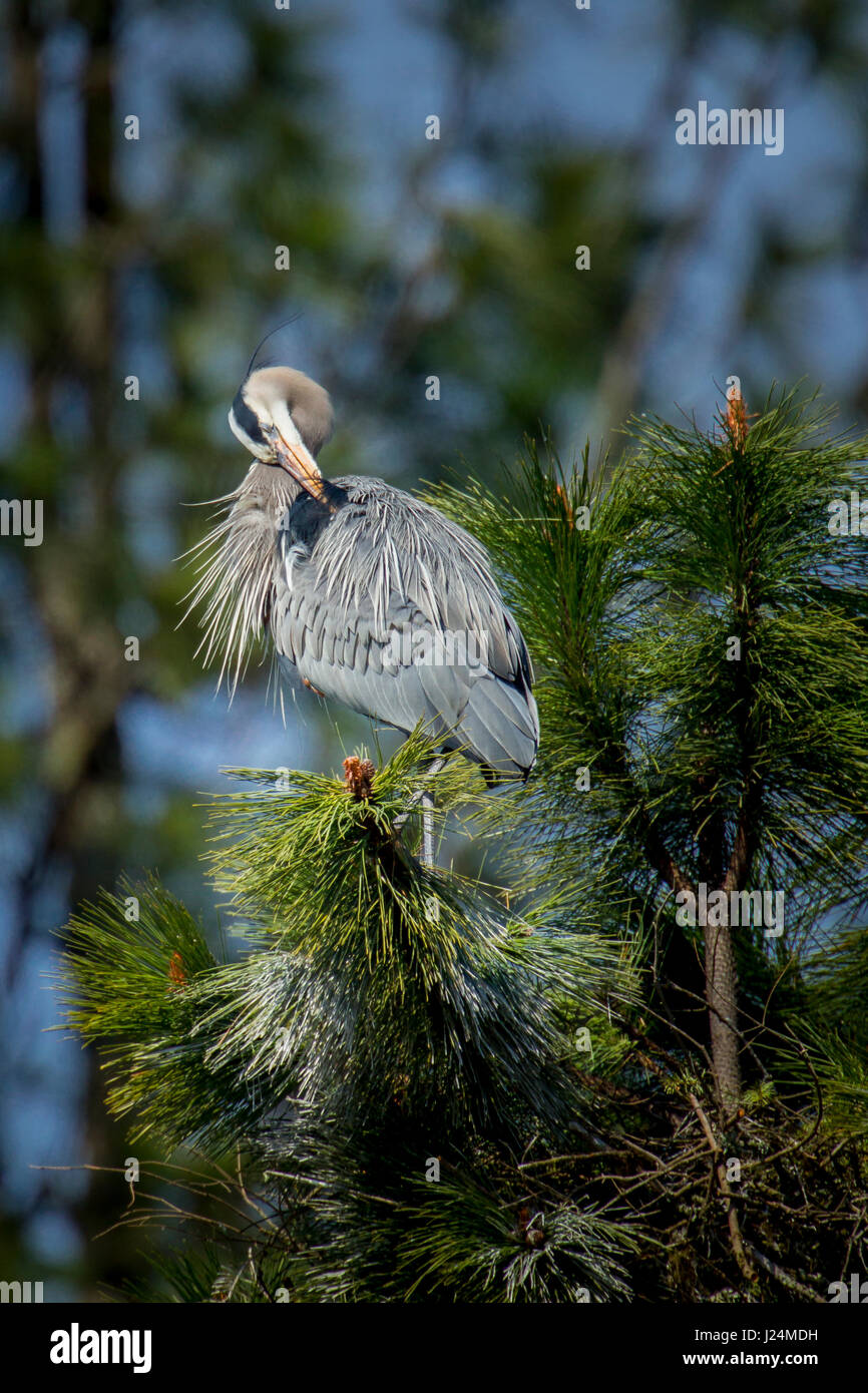 Ein Great Blue Heron im Baum Fernan See in Idaho preens selbst. Stockfoto