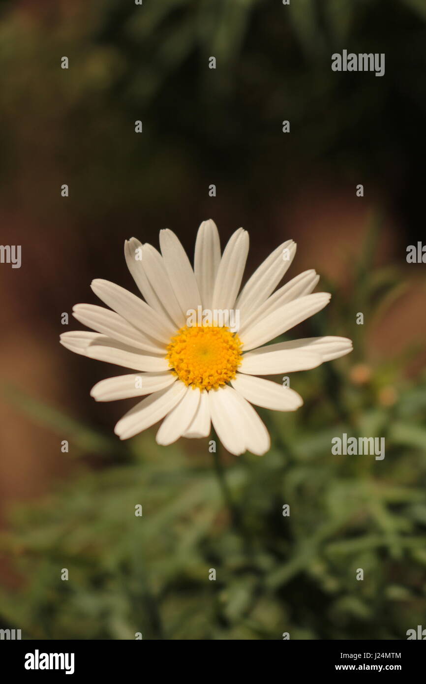 Wir sehen die Erde Lächeln durch die Blumen! Stockfoto
