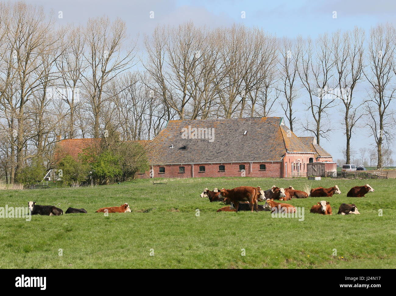Rinderherde Blaarkoppen ("Blister-Kopf"), eine alte holländische Rasse, vor allem im Norden der Niederlande Groningen Provinz gefunden. Hier bei Leegkerk Dorf Stockfoto