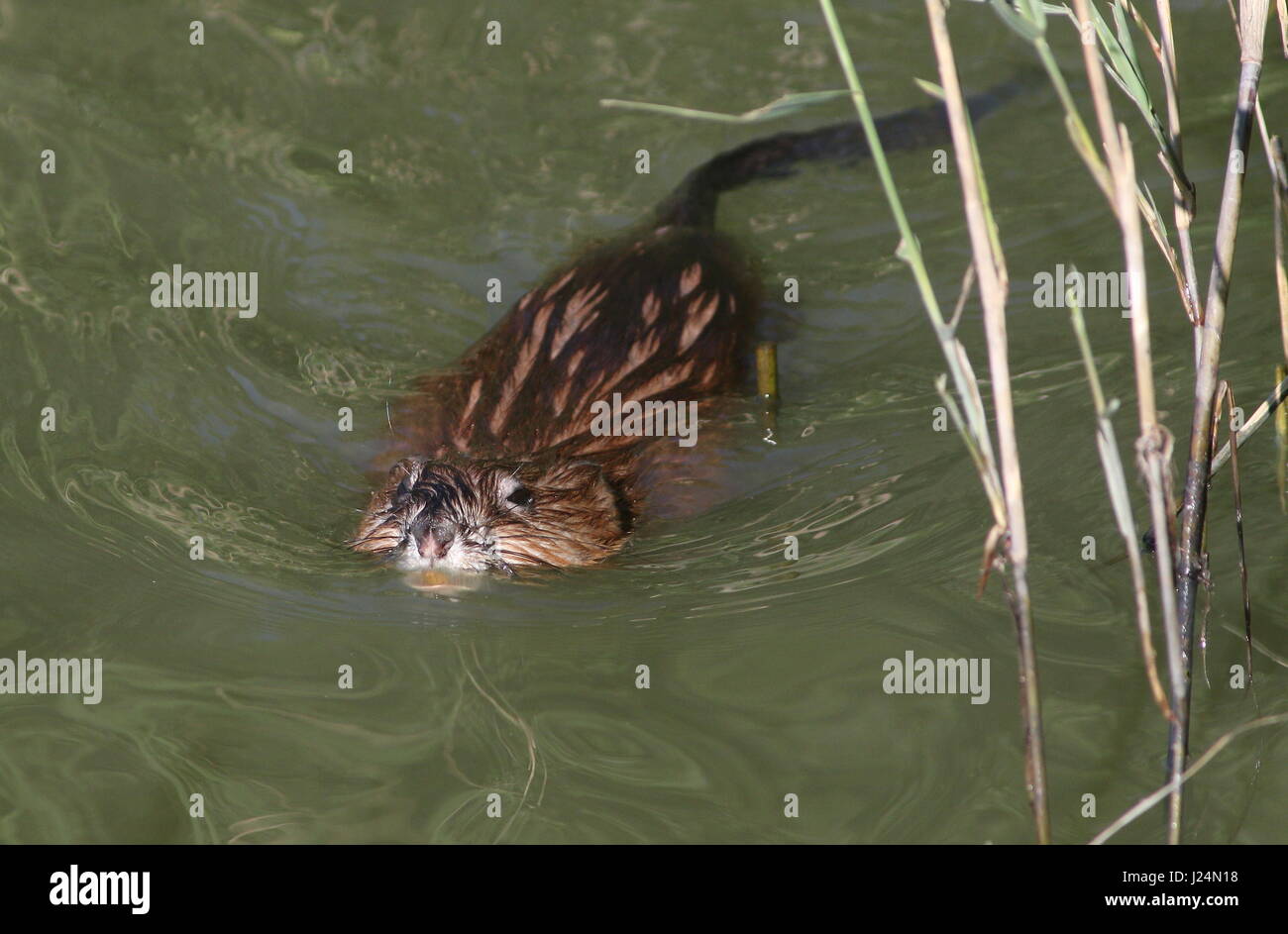 Nahaufnahme von eine Bisamratte (Ondatra Zibethicus) schwimmen in Richtung der Kamera Stockfoto