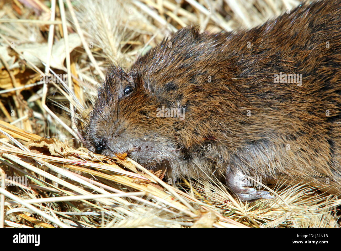 Roadkill Bisamratte (Ondatra Zibethicus) pushing Daisies. Stockfoto