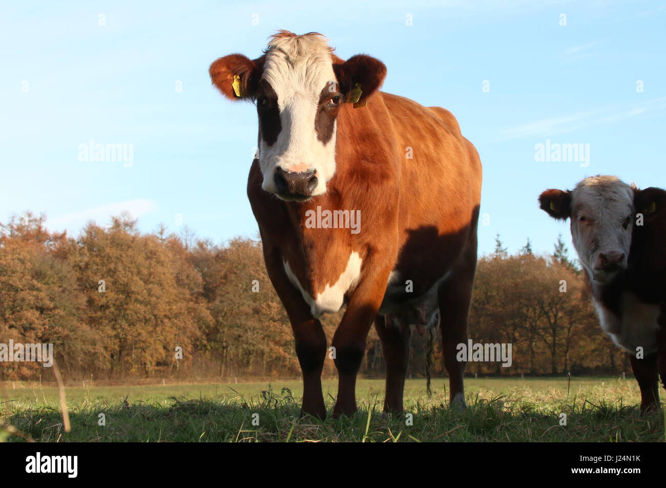 Traditionelle Blaarkoppen Rinder ("Blister-Kopf"), eine alte holländische Rasse gefunden, vor allem im Norden der Niederlande Groningen Provinz Stockfoto