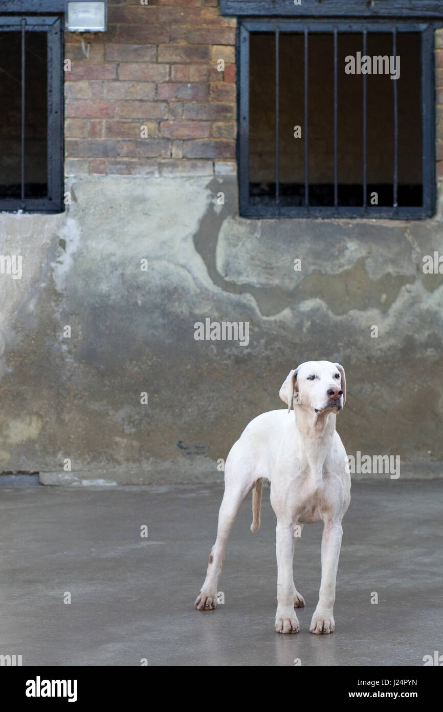 Foxhound in Zwingern vor dem ausgehen mit der North Cotswolds Jagd Stockfoto