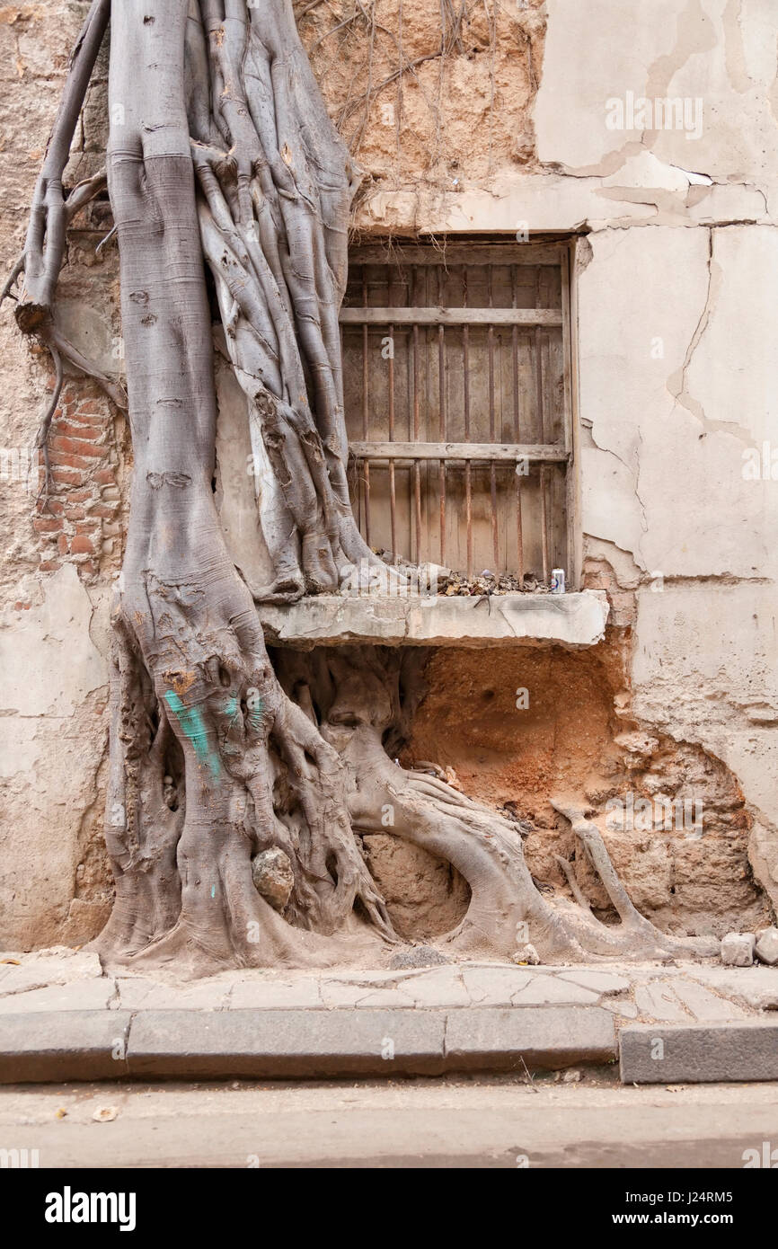 Ein Baum geworden mit einem alten Gebäude in Havanna, Kuba. Stockfoto