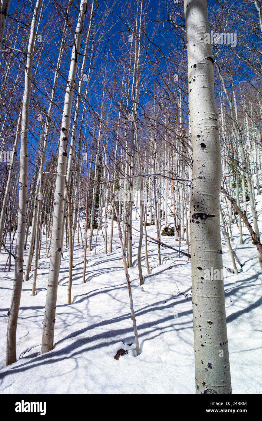 Espe Bäume im Winterschnee in der Nähe von Monarch Pass, Chaffee County, Colorado, USA Stockfoto