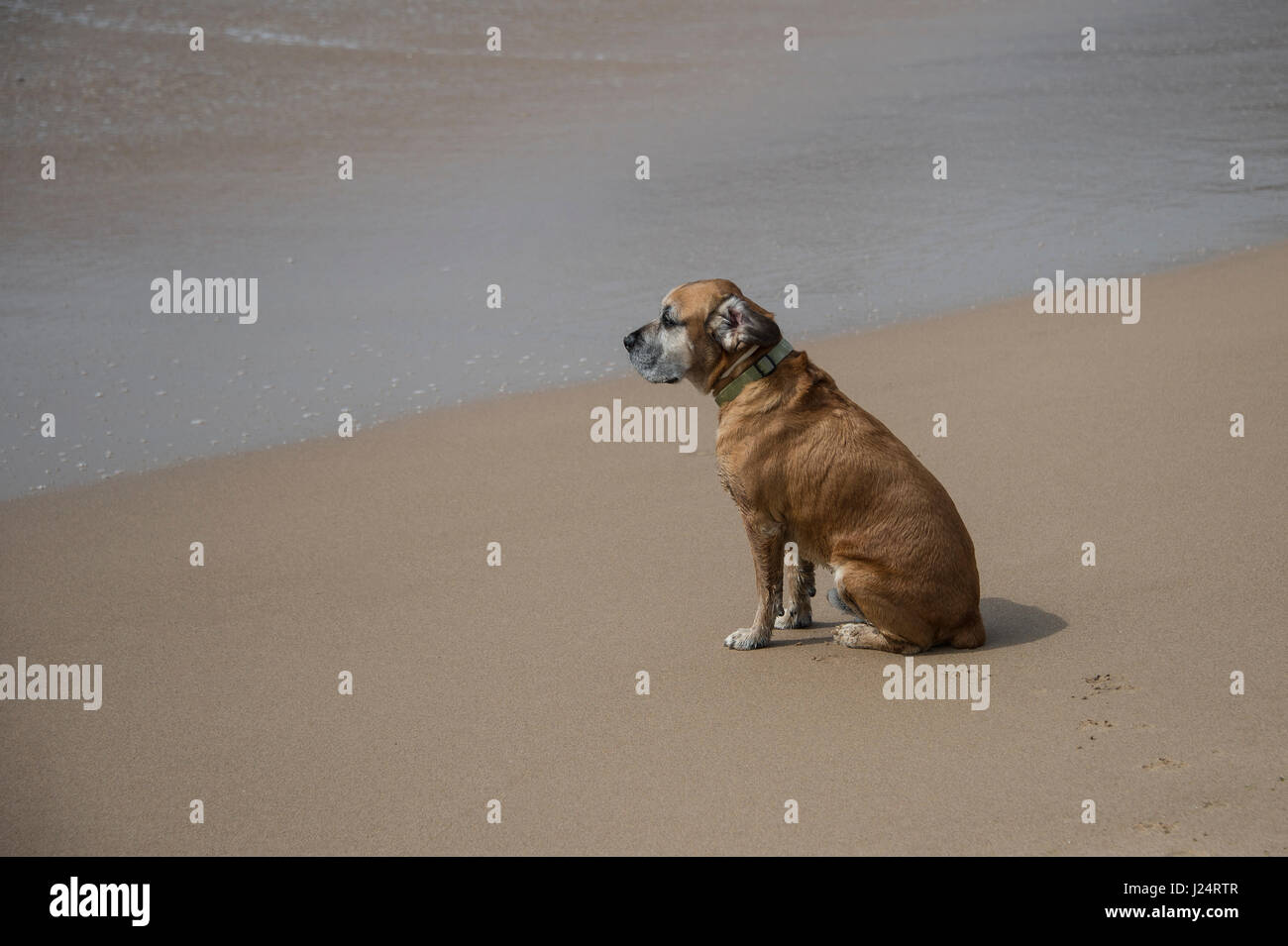 Hundesitting am Strand, Blick auf das Meer Stockfoto