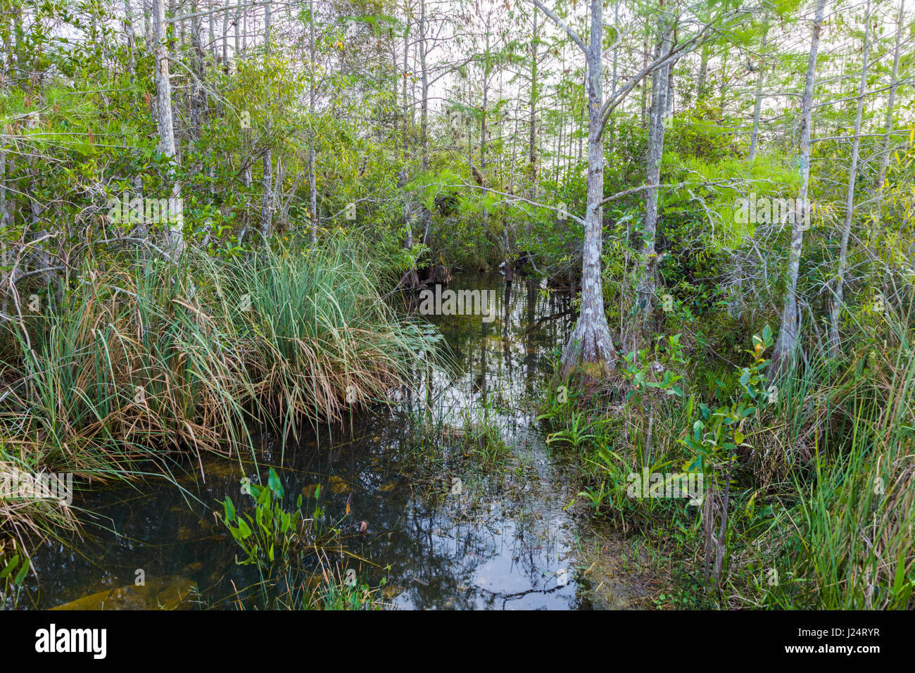 Cypress swamp im Everglades National Park ein UNESCO-Weltkulturerbe in Süd Florida, USA Stockfoto