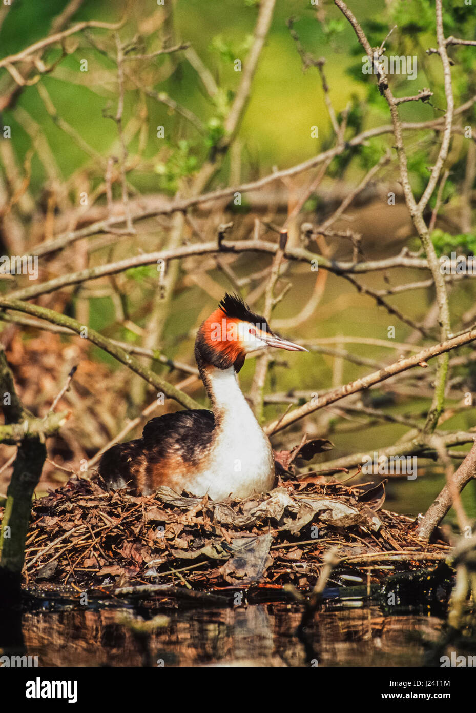 Great Crested Grebe,(Podiceps cristatus) brütet auf Nest, Regents Park, London, Vereinigtes Königreich Stockfoto