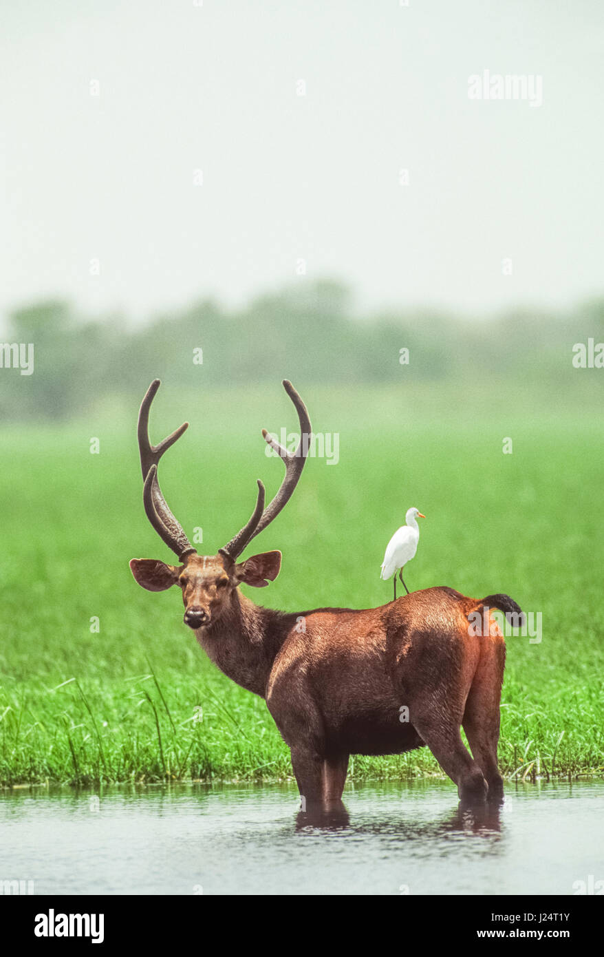 Sambar Deer Hirsch (Rusa unicolor), im Feuchtbiotop, Keoladeo Ghana Nationalpark, Bharatpur, Rajasthan, Indien Stockfoto