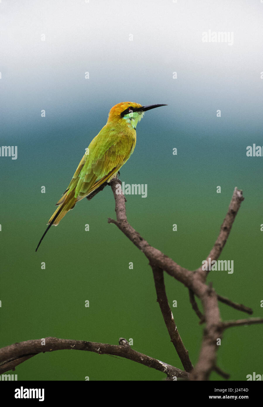 Erwachsene grün Bienenfresser (Merops Orientalis), thront auf Zweig, Keoladeo Ghana Nationalpark, Bharartpur, Rajasthan, Indien Stockfoto