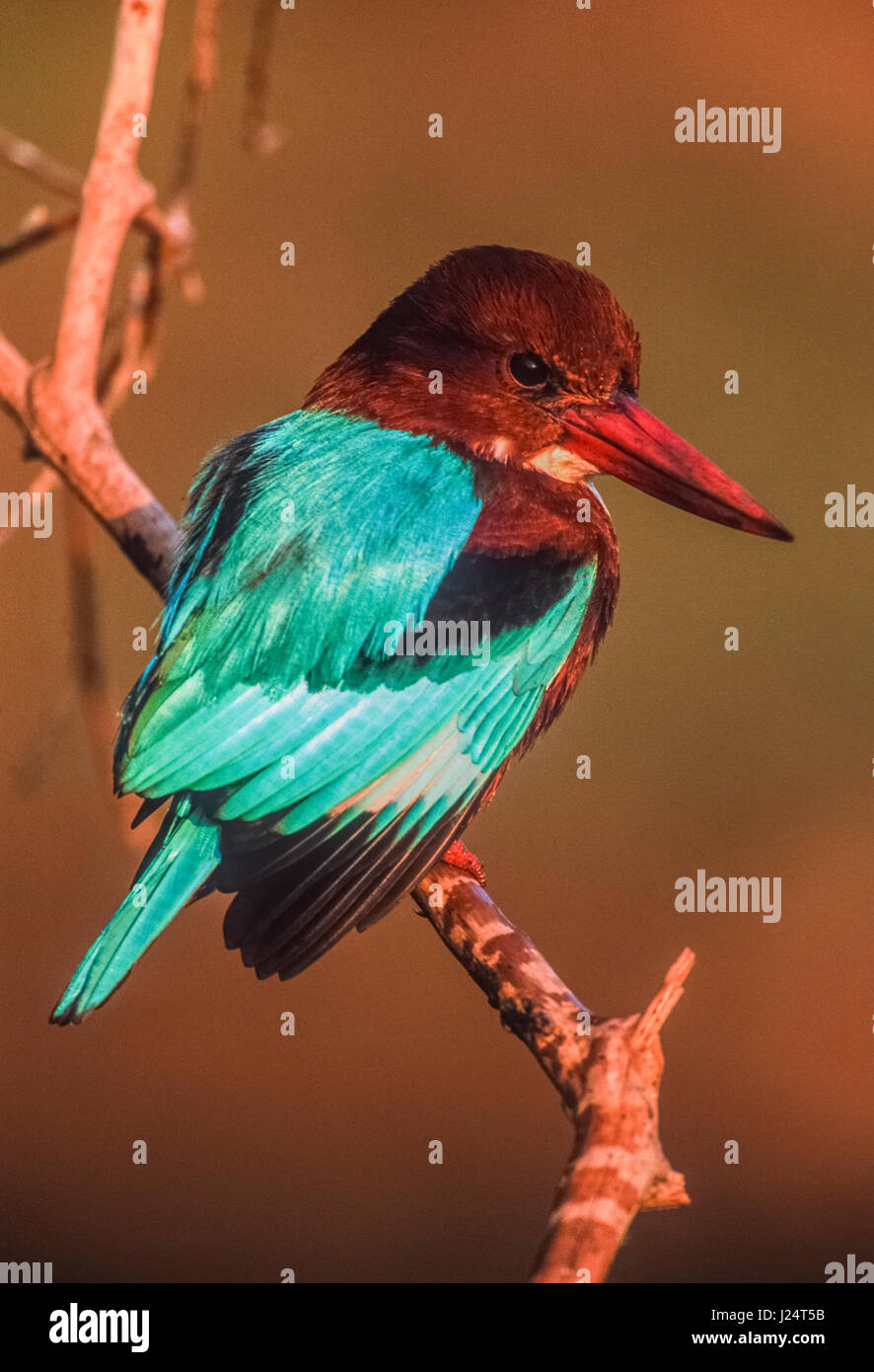 Weißkehlenfischer, Halcyon smyrnensis, auch bekannt als Weißbrusteisvögel, auf einem Zweig thront, Keoladeo Ghana National Park, Bharatpur, Stockfoto