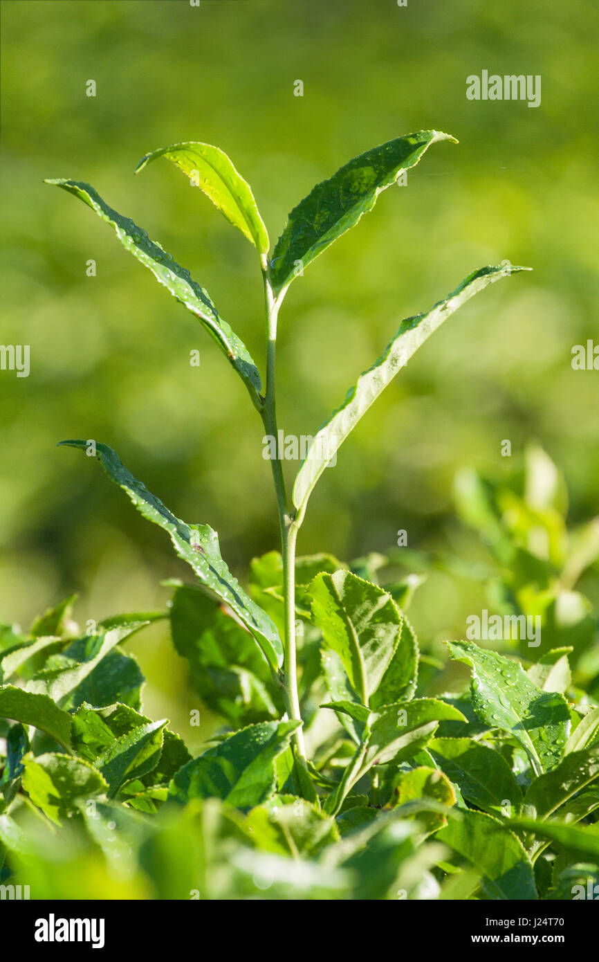 Detail der Teepflanze vor einem grünen Hintergrund im Morgenlicht. Stockfoto