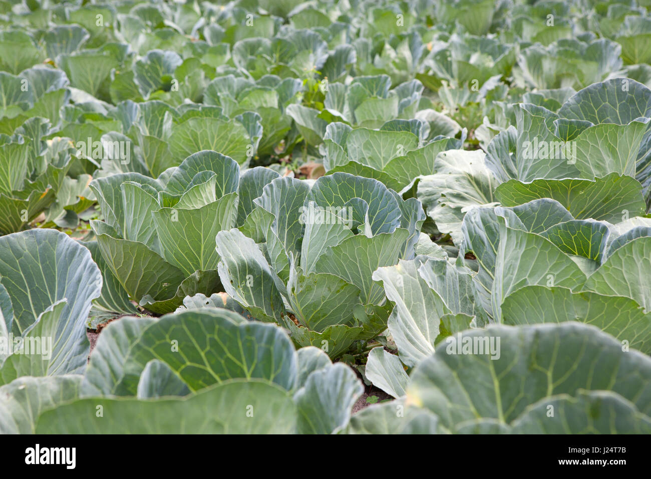 Ein Feld von Kohl wächst, bereit für die Ernte. Stockfoto
