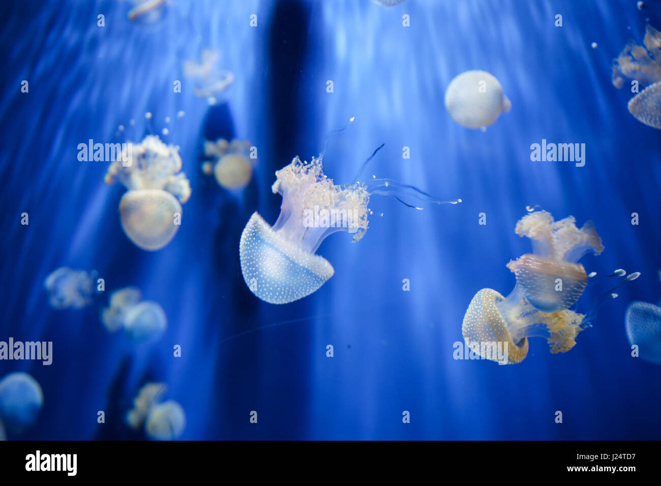 Eine weiße Quallen im Aquarium. Stockfoto