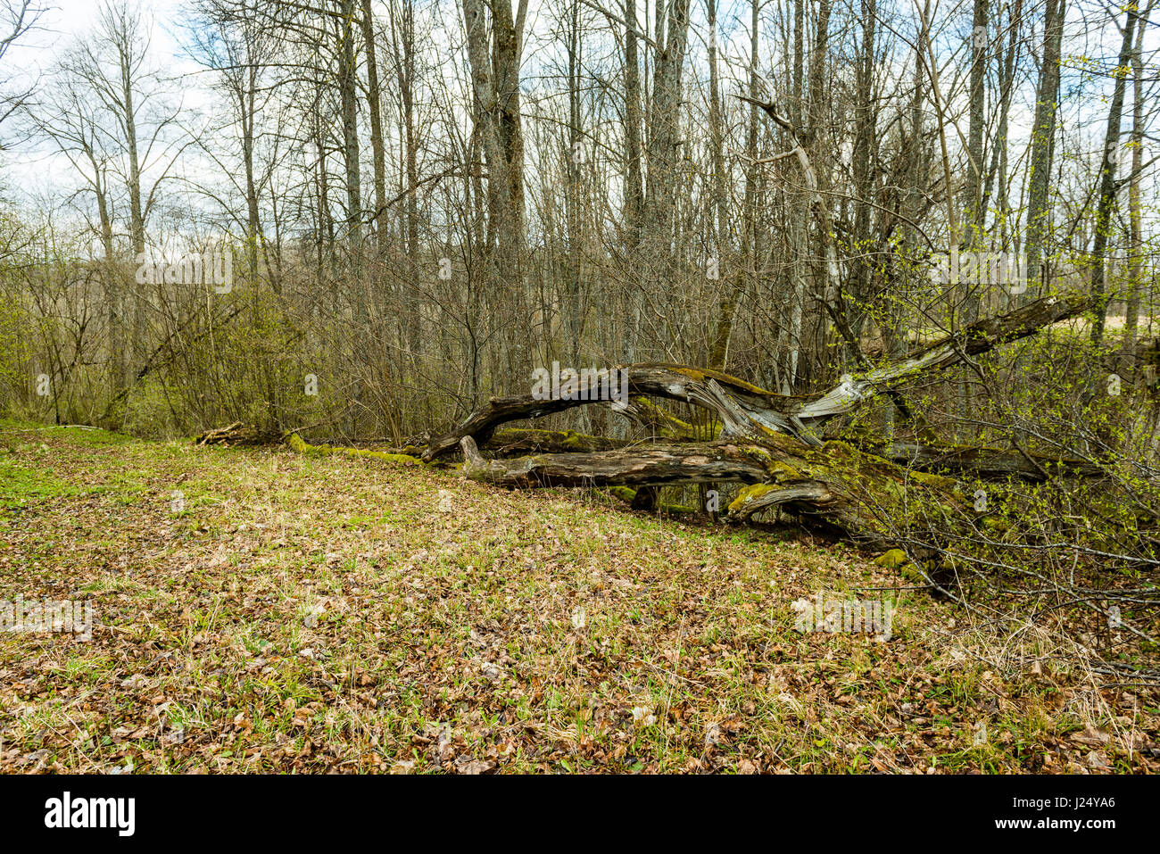 landschaftlich reizvolle und schöne Tourismus Kies Roud im Wald mit haufenweise grünlich alte hölzerne Blöcke Stockfoto