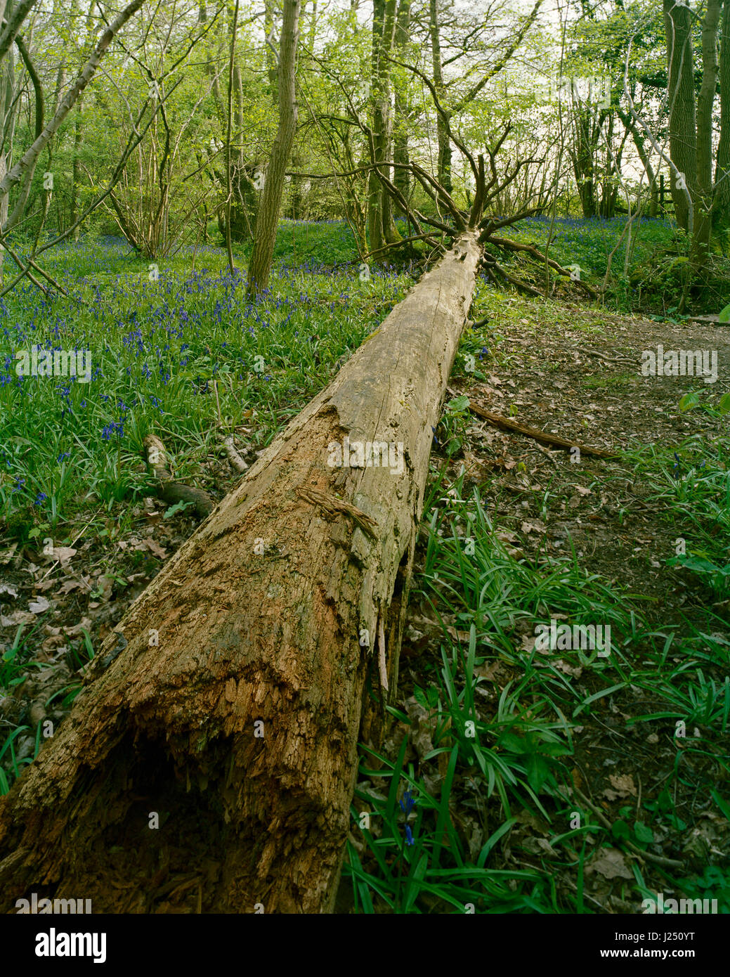 Umgestürzten Baum im Gransden und Waresley Holz Cambridgeshire Stockfoto