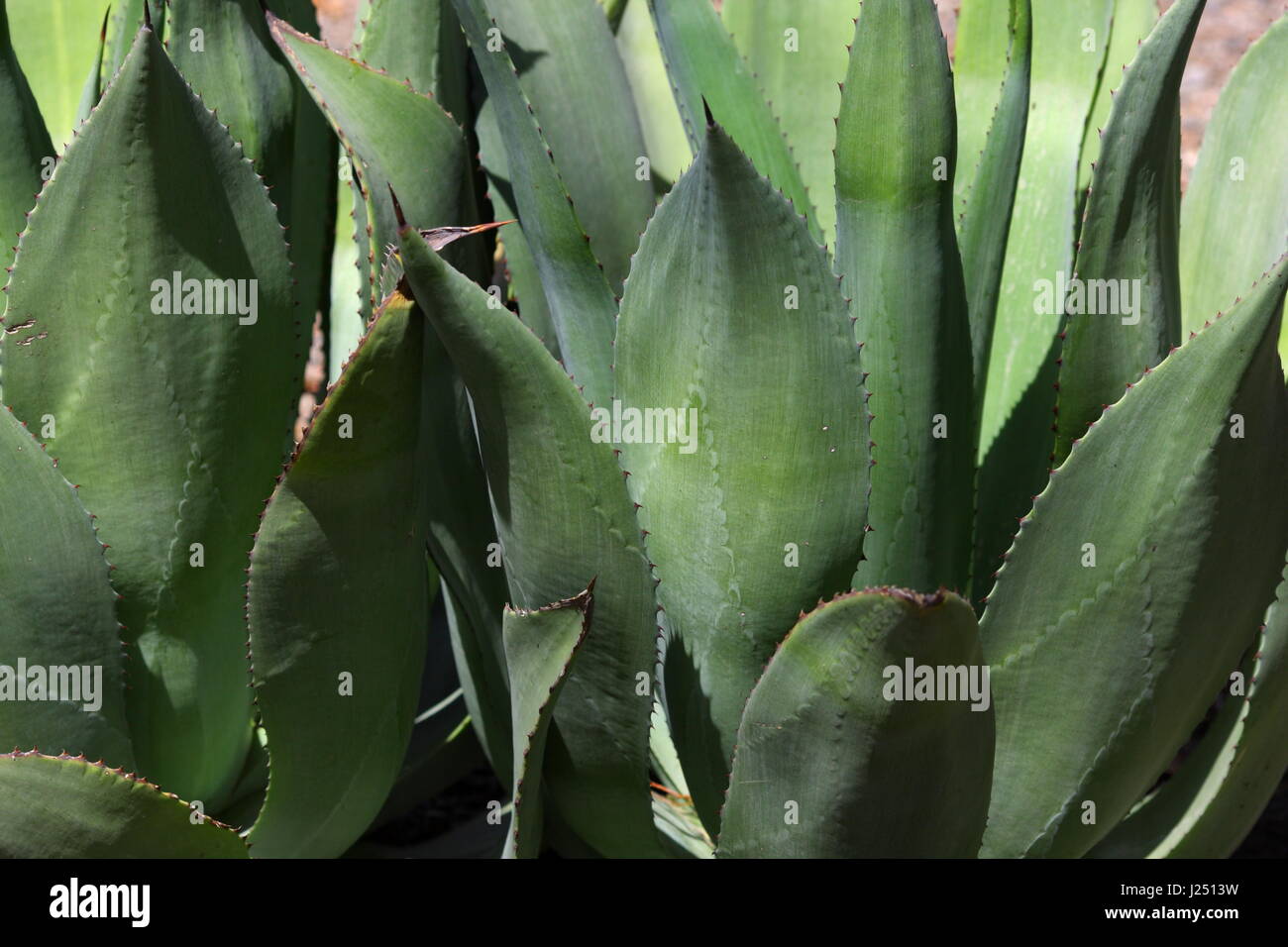 Aloe wächst in Al Areen Wildlife Park, Königreich von Bahrain Stockfoto