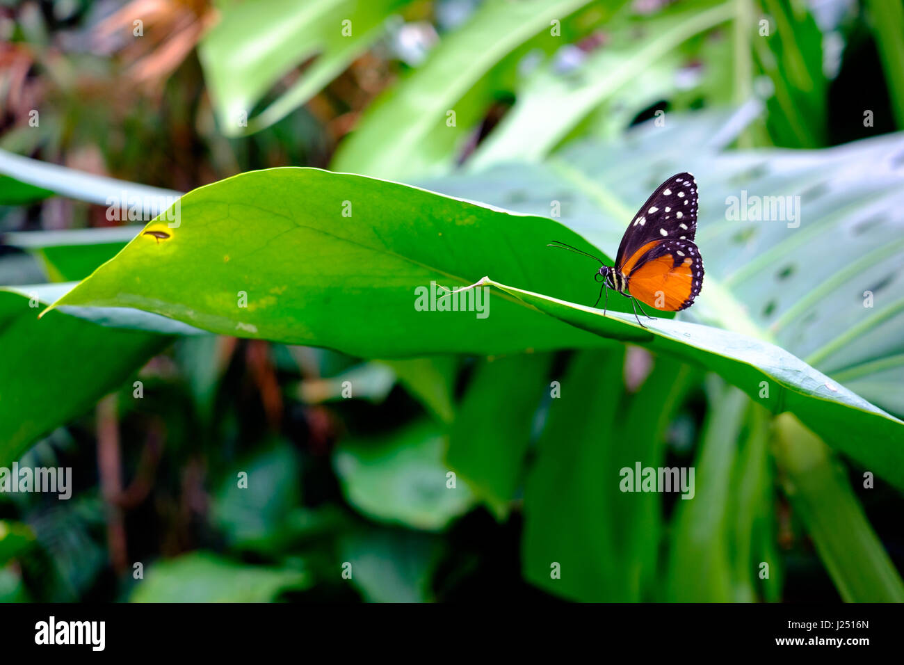 Schöne und bunte tropische Schmetterling auf großen grünen Blatt Stockfoto