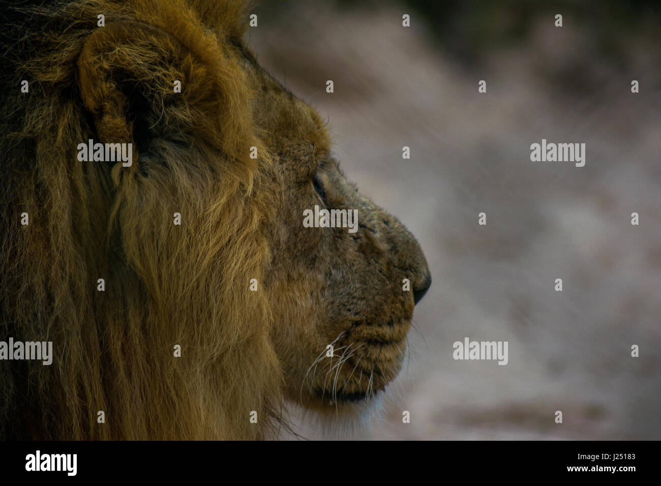 Einen schönen männlichen Alpha lion Herumstreichen der Käfig im Zoo Stockfoto